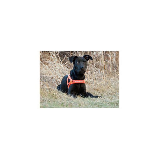 Ezydog Sele Quickfit Neopren Orange Justerbar